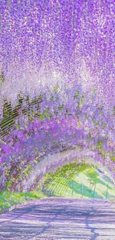 Lavender floral tunnel creating a serene and enchanting pathway.