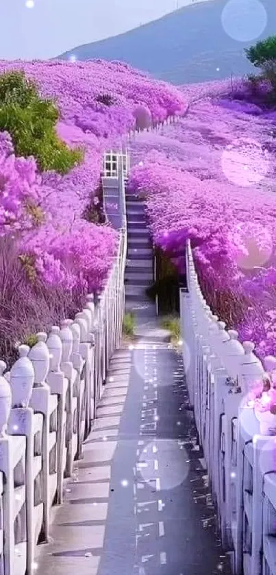 Lavender pathway with blooming flowers and mountains in the background.