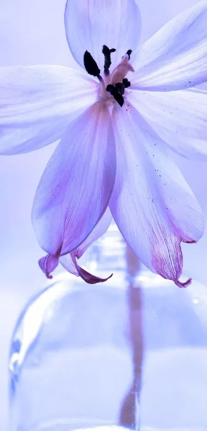 Lavender flower in a glass vase on a light background.