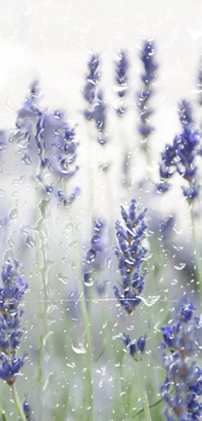 Lavender flowers with raindrops on phone wallpaper.