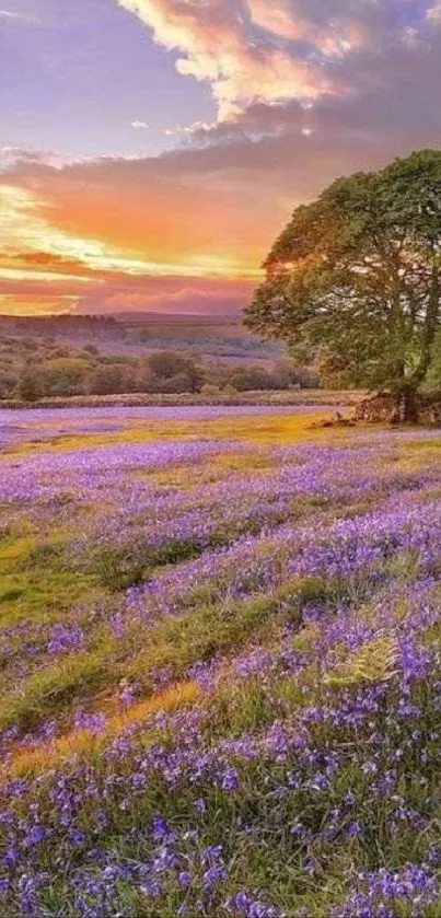 Lavender field under a vibrant sunset with a single tree.