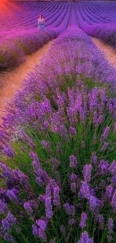 Breathtaking lavender field at sunset with a vibrant sky and scenic path.