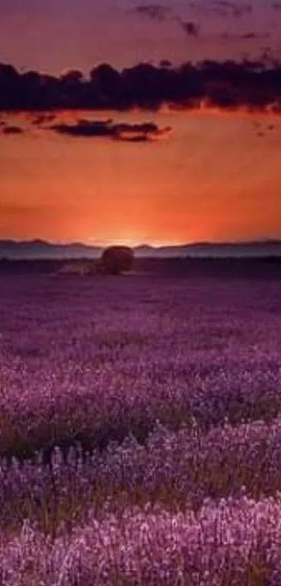 Lavender field at sunset with vibrant purple hues.