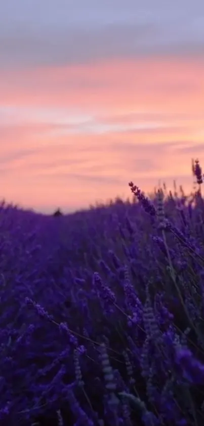 Lavender field under a vibrant sunset sky wallpaper.