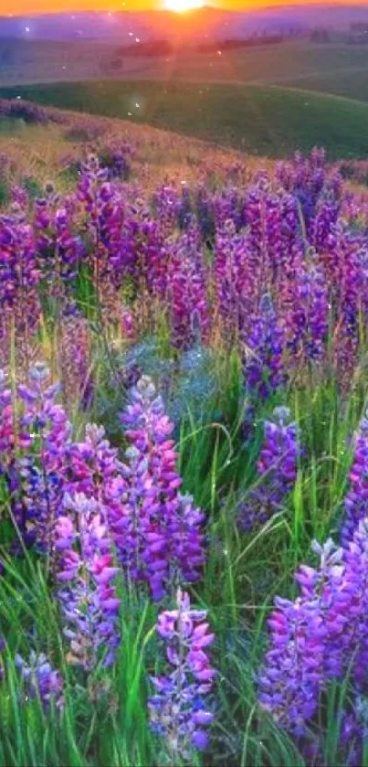 Lavender fields at sunset with vivid purple blooms and a glowing horizon.