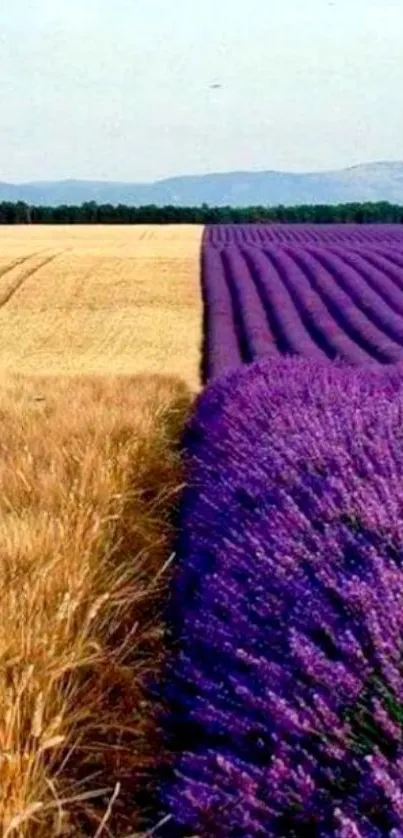 Lavender and wheat fields contrast beautifully in vibrant landscape wallpaper.