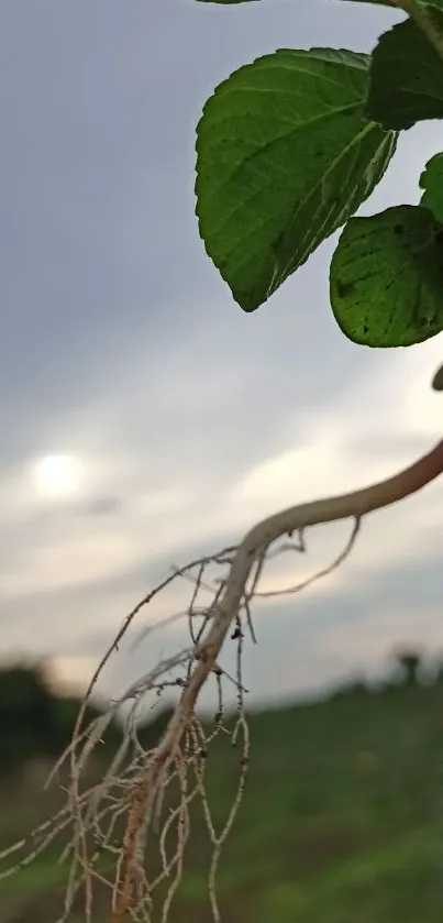 Close-up of leaf and roots against the sky.