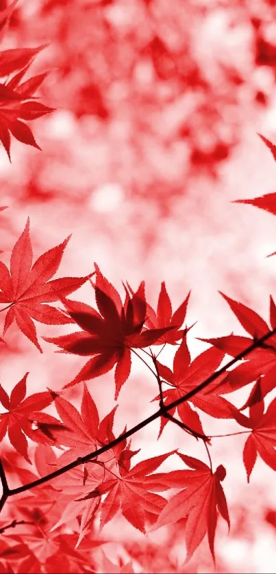 Leaf Branch Botany Live Wallpaper