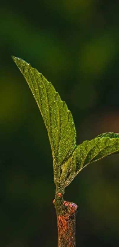 Close-up of a green leaf with blurred background on mobile wallpaper.