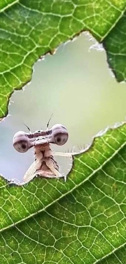 Mantis peeking through a leaf hole in vibrant green texture.