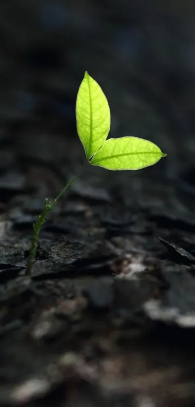 Green leaf emerging from dark tree bark background.