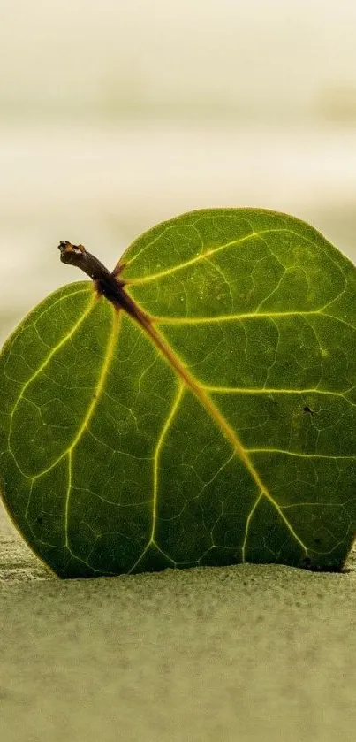 Green leaf on beach, serene nature mobile wallpaper.