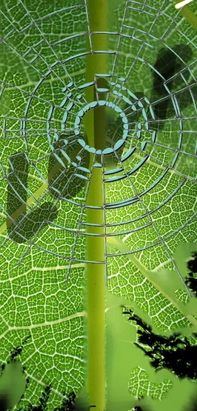 Intricate spider web on a green leaf wallpaper.