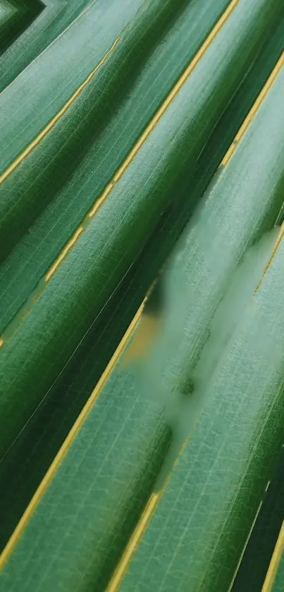 Close-up of green leaf texture with natural lines and patterns.