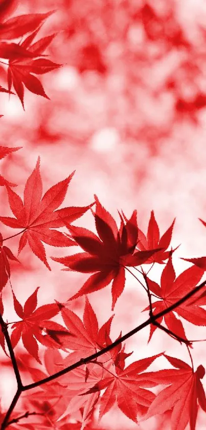 Leaf Tree Branch Live Wallpaper