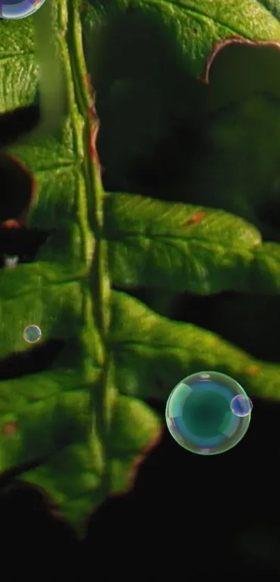 Green leaf with bubbles on dark background.