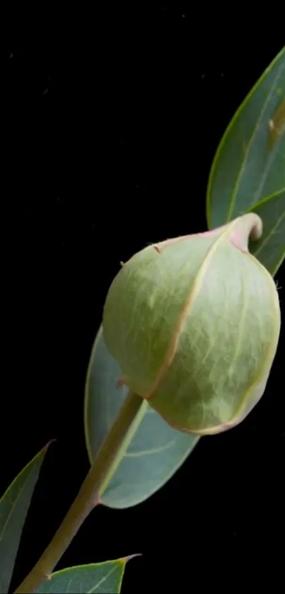 Close-up of a green bud on a leafy stem against black.