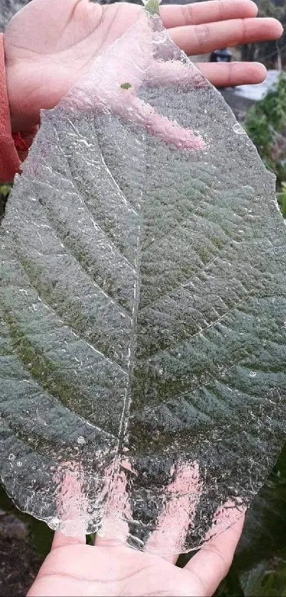 Hands holding a frosty leaf with green background.