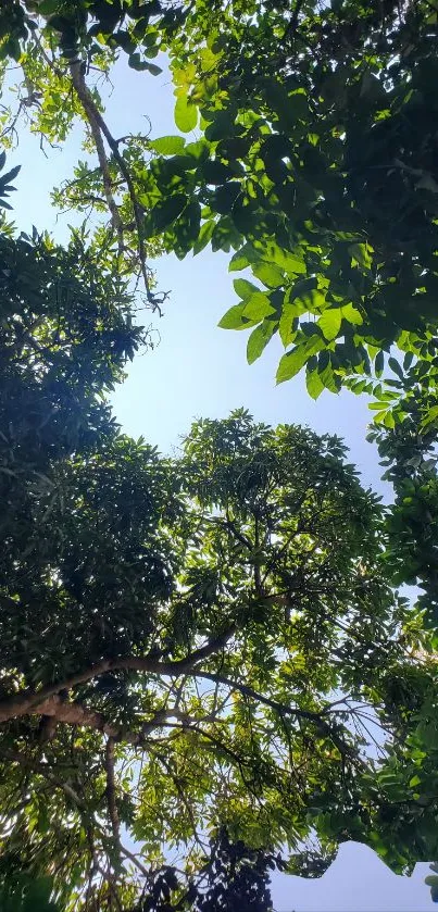 View of green leafy canopy against blue sky.