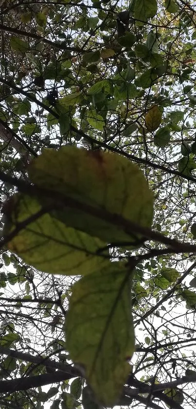 Green leaves under tree canopy with sunlight filtering through branches.