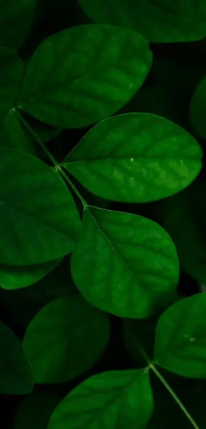 Lush dark green leaf wallpaper with vibrant texture.