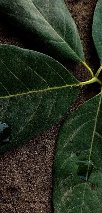 Close-up of green leaves with droplets against a brown earthy background.