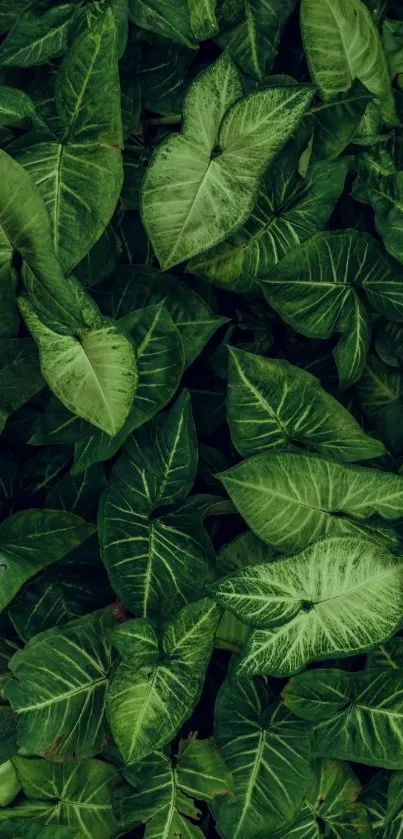 Vibrant green leaf pattern wallpaper for mobile phones.