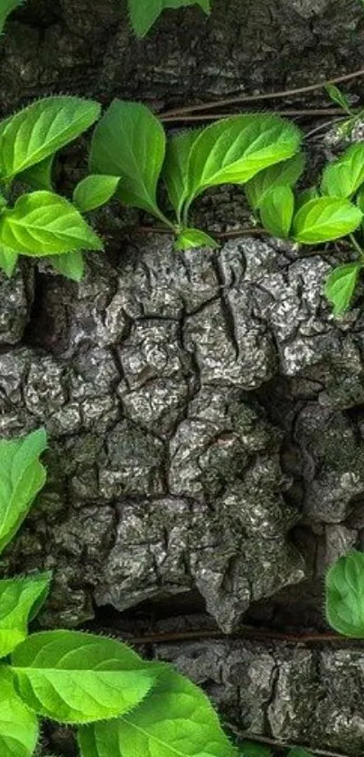 Green leaves on textured tree bark wallpaper.