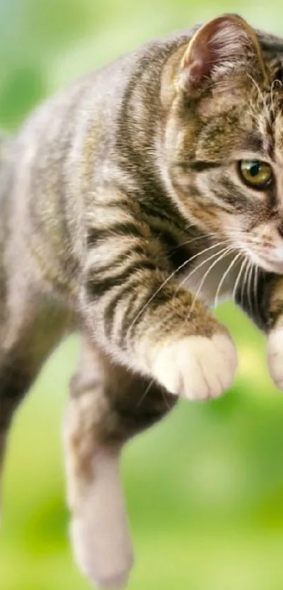 Cat leaping in lush green background.