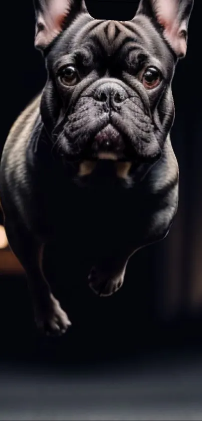 Dramatic shot of a leaping French Bulldog in motion.