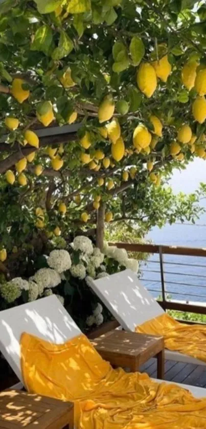 Mobile wallpaper with lemon canopy and lounge chairs.