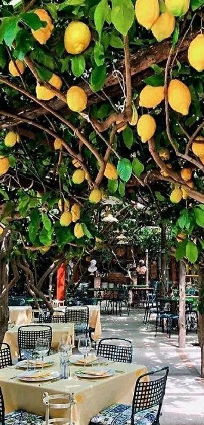 Lemon trees overhead with dining tables below.