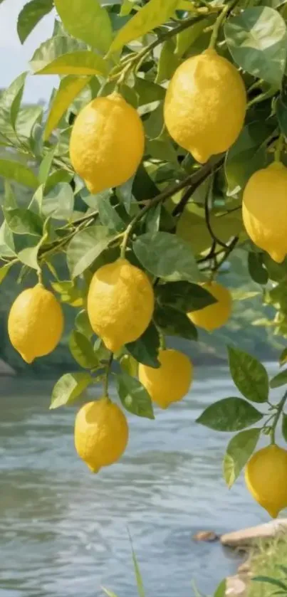 Lemon tree by a calm river with green leaves and yellow lemons.