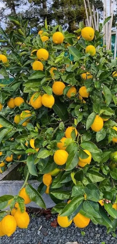 Lemon tree with bright yellow lemons on a green leafy background.