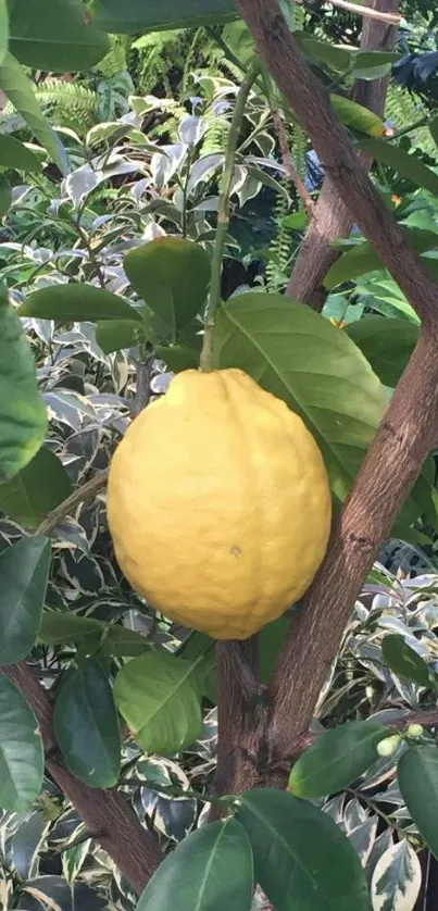 Vibrant lemon hanging on a lush green tree branch.