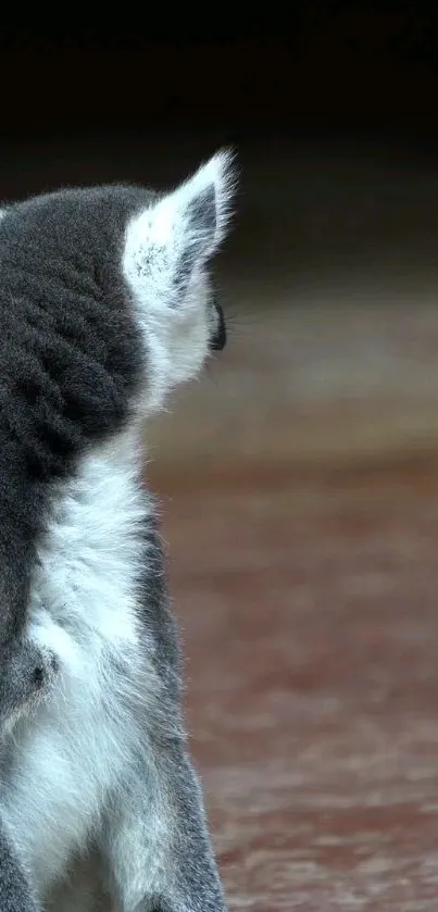 A lemur facing away with a soft, blurred background, ideal for mobile wallpaper.