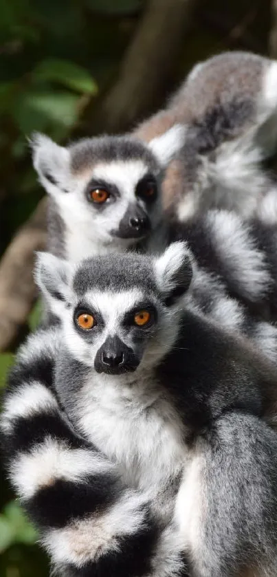 Two ring-tailed lemurs with lush greenery background.