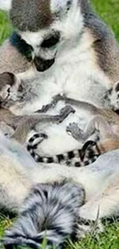 Lemur family resting on green grass.