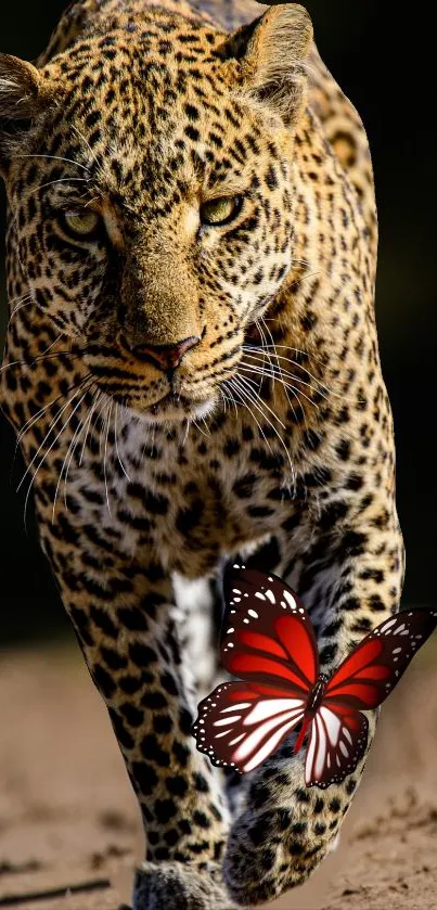 Leopard walking with butterfly on its leg.