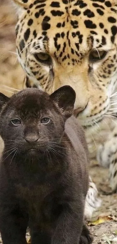 Leopard with cub in a forest setting, perfect for mobile wallpaper.