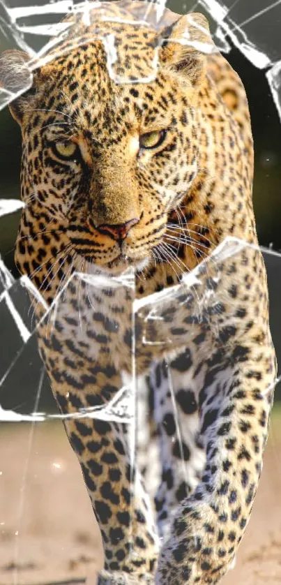 Leopard walking through broken glass wallpaper design.