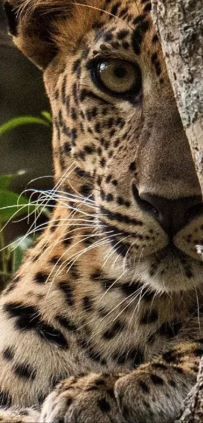 Leopard peeking from behind a tree in the wild, with a piercing gaze.