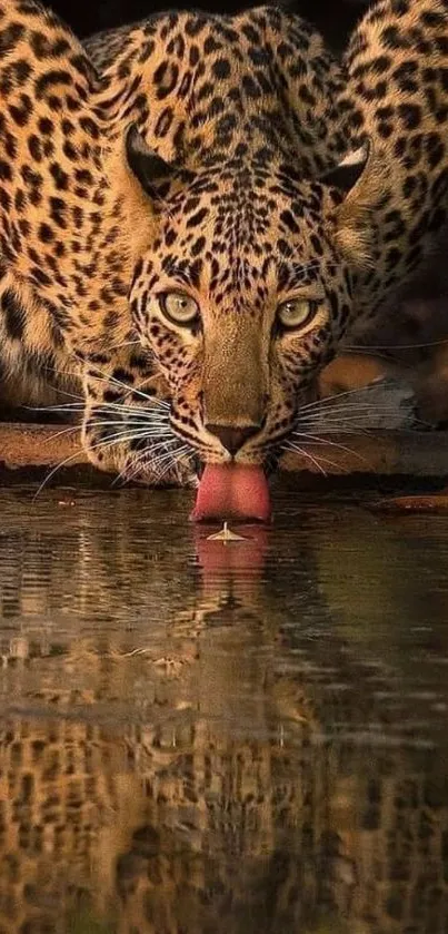 Leopard drinking water mobile wallpaper with nature backdrop.