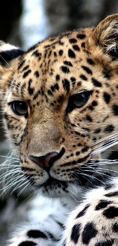 Detailed leopard close-up wallpaper with wild and natural textures.