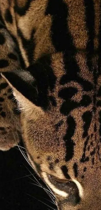 Close-up image of a leopard's face and fur pattern.