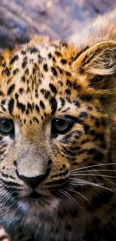 Close-up of a young leopard with golden brown fur and dark spots.