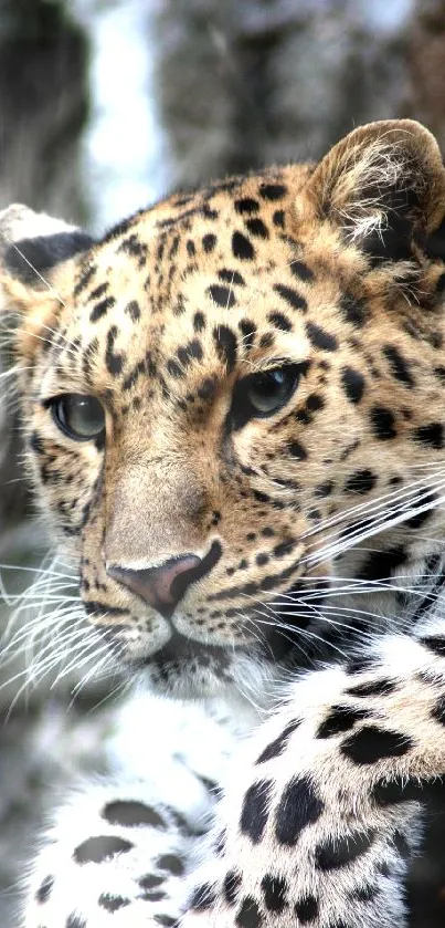 Close-up of a leopard with detailed spots, showcasing the feline's natural elegance.