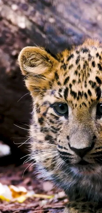 Leopard cub in jungle setting, staring intently.