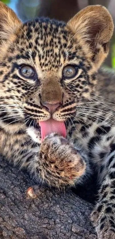 Playful leopard cub licking paw on tree branch.