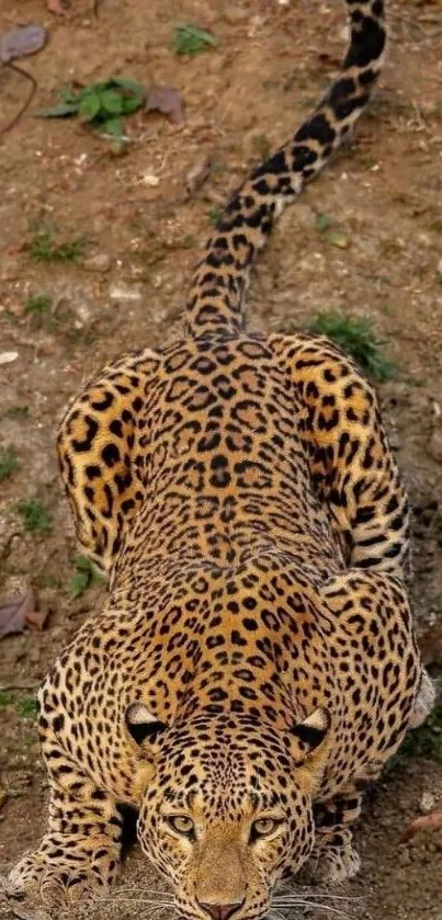 Leopard drinking water by river in the wild, showcasing its spotted coat.